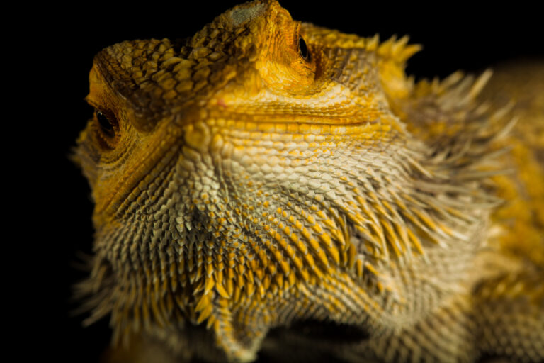 Do Bearded Dragons Fart / Pass Gas? (Poop Also Explained)