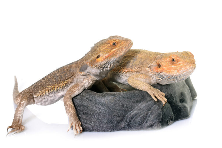 Can a Bearded Dragons Lay Eggs Without Mating? No Male?