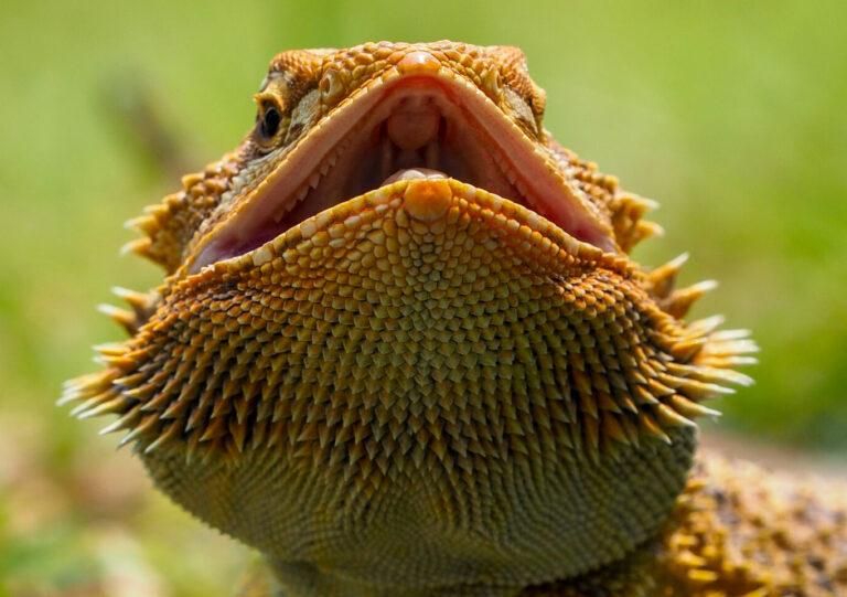 Bearded Dragon Teeth: How To Care For Them? (Everything You Need To Know)