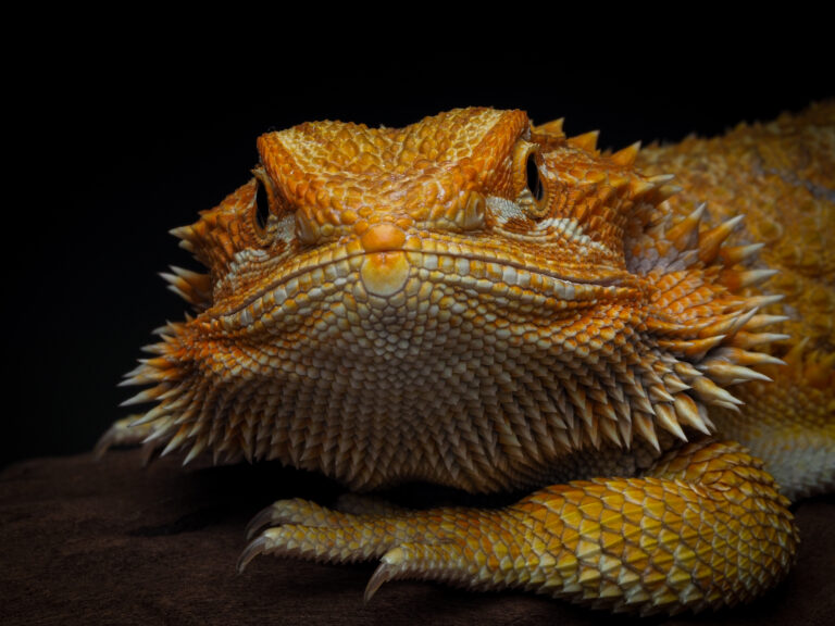 How Often Do Bearded Dragons Shed? Shedding Cycle Explained