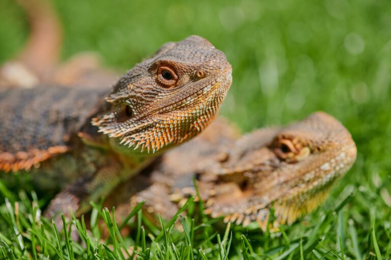 When is Mating Season For Bearded Dragons? (Explained)
