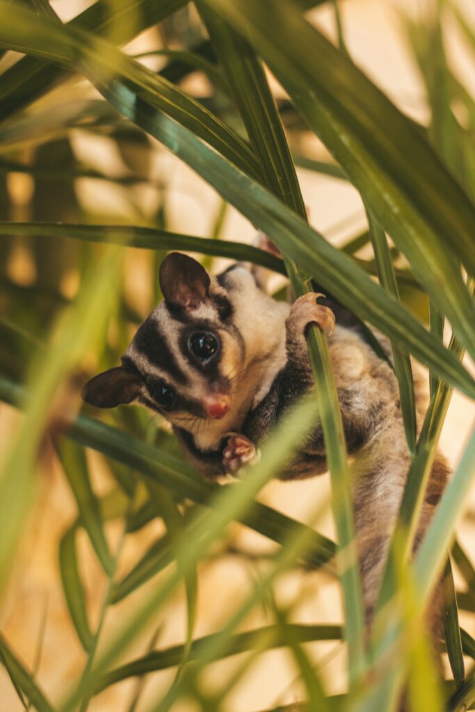 Can You Have A Sugar Glider As A Pet