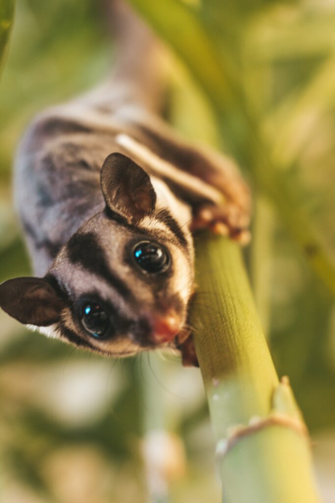 Can You Have A Sugar Glider As A Pet