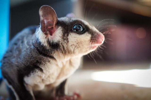How Hard Is It To Take Care Of A Sugar Glider