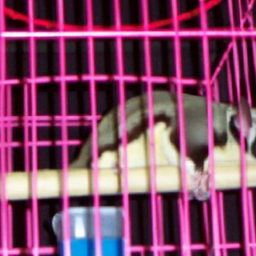 How To Set Up A Sugar Glider Cage